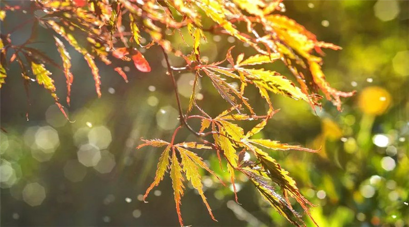 描写秋雨的唯美简短句子-风景如画的唯美句子