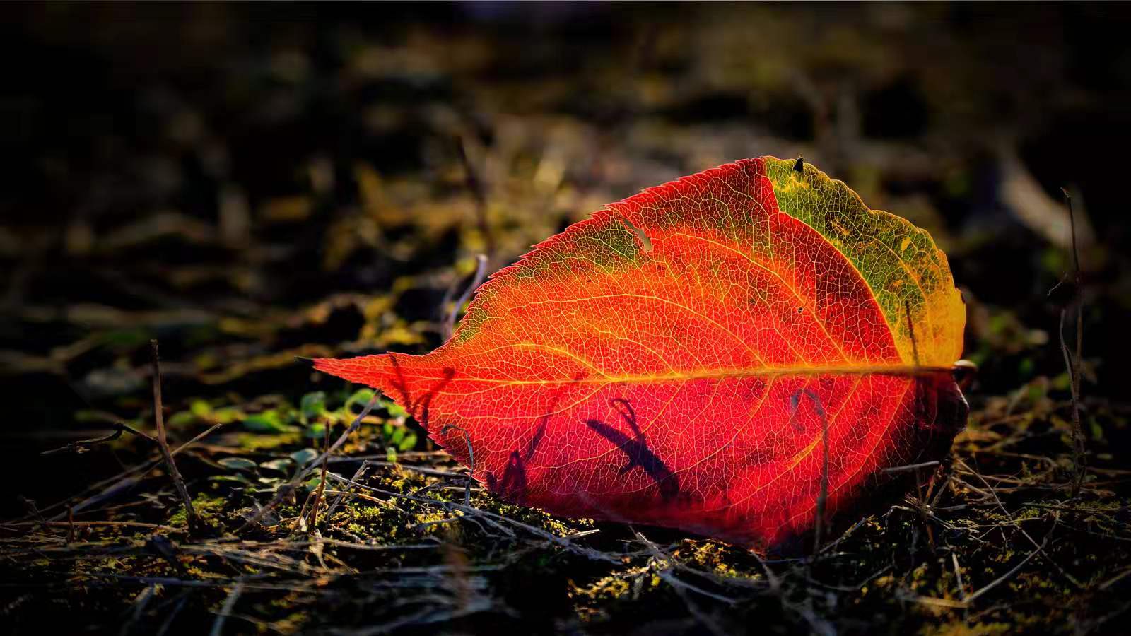 关于秋雨的唯美伤感的句子-落雨的秋表达的情感