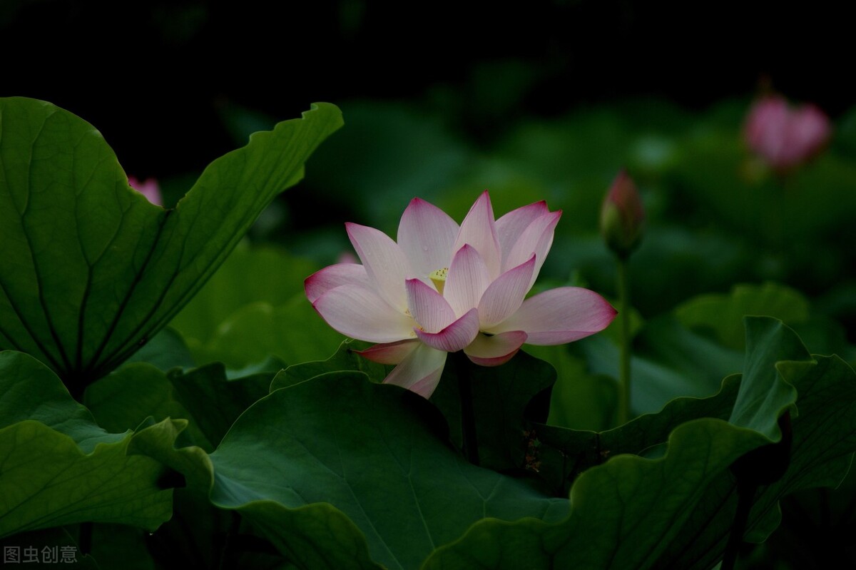 形容初夏的诗句有哪些-春末夏初的唯美句子分享