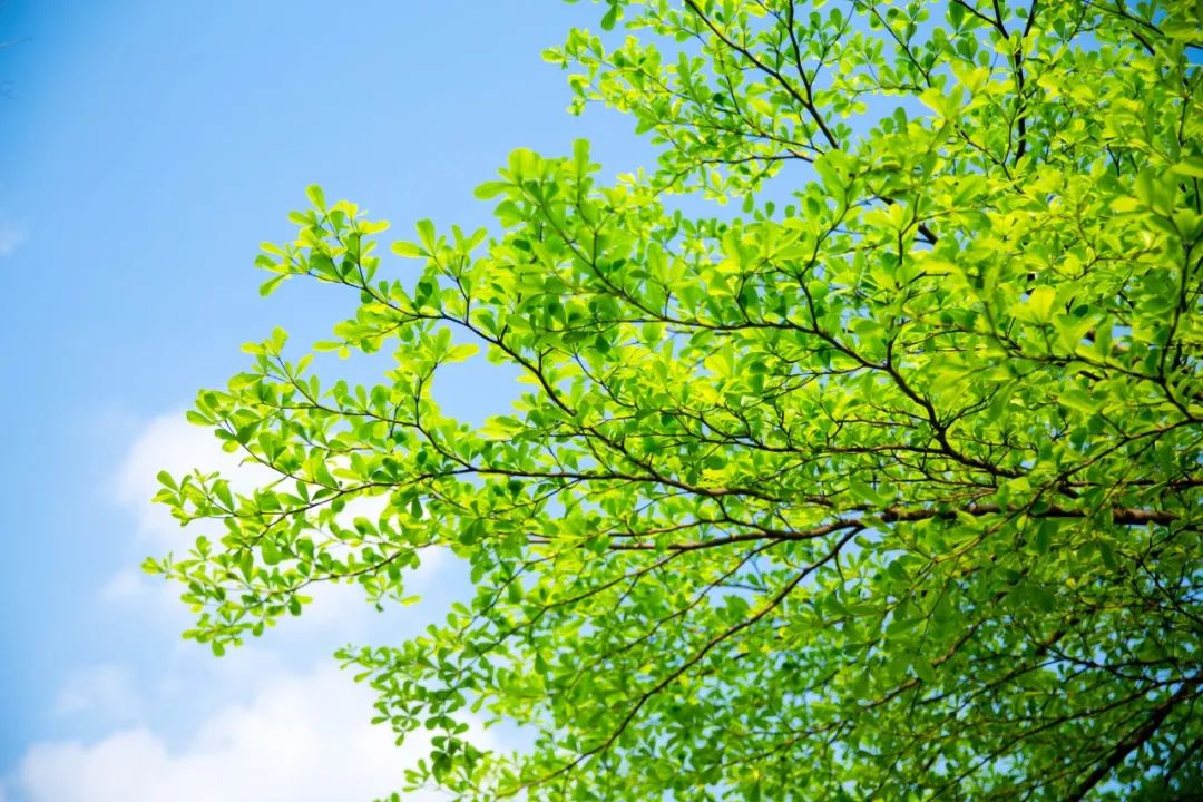 写夏天的词语有哪些-描写夏天的诗句古诗