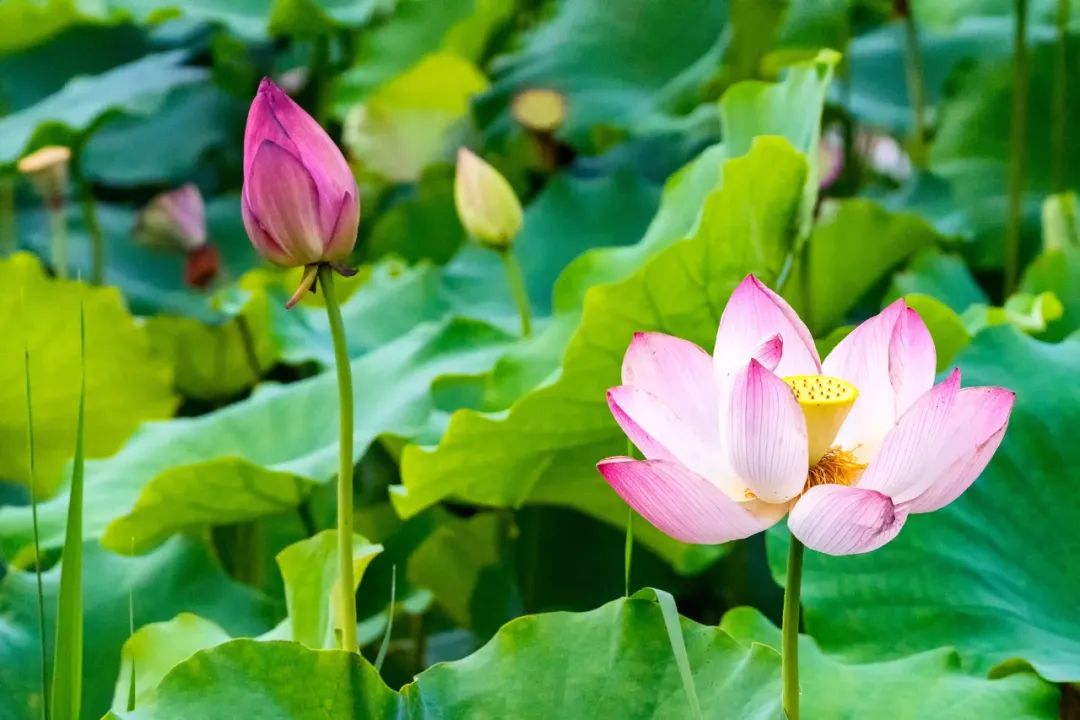 写夏天的词语有哪些-描写夏天的诗句古诗