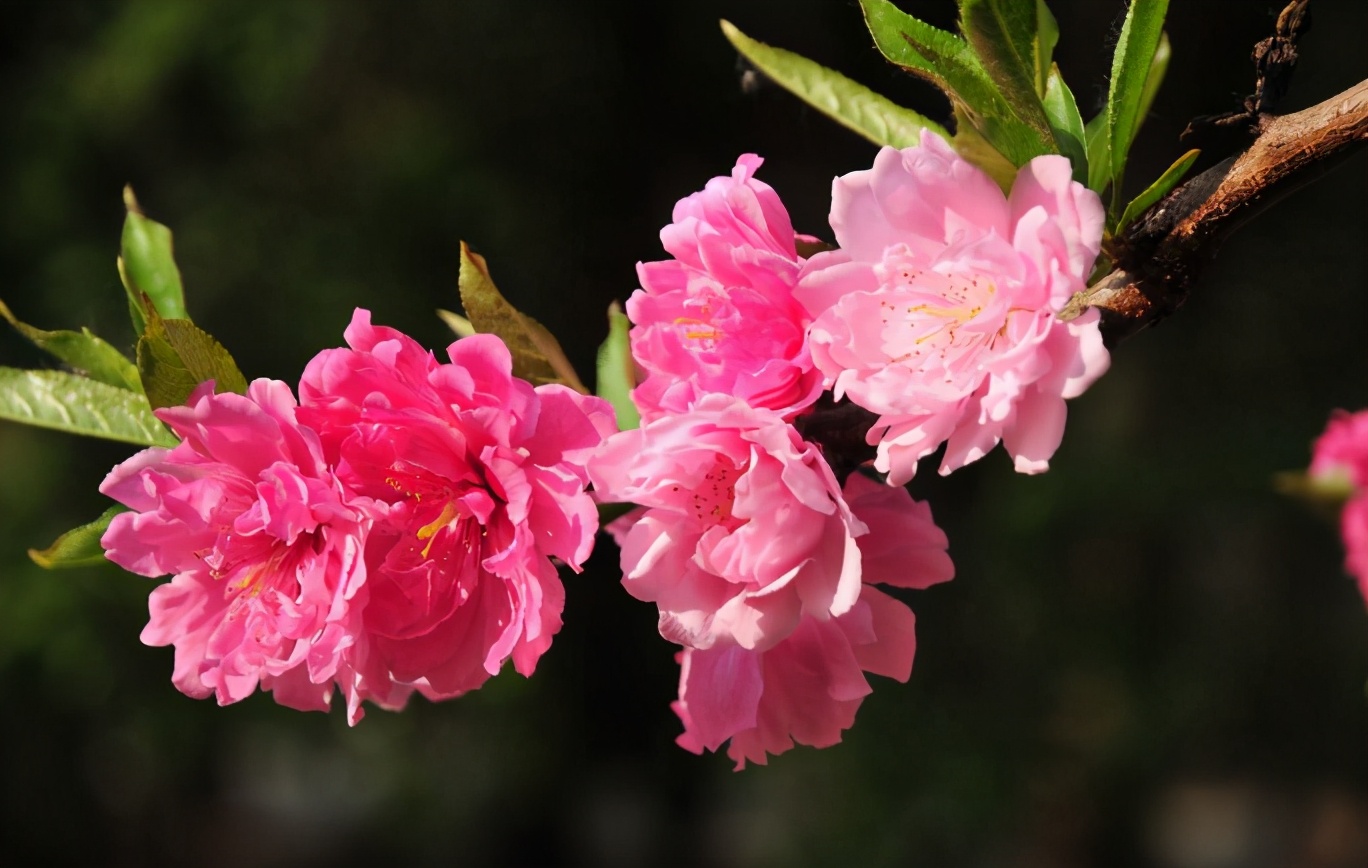 桃花古诗十首-关于描写桃花的古诗大全