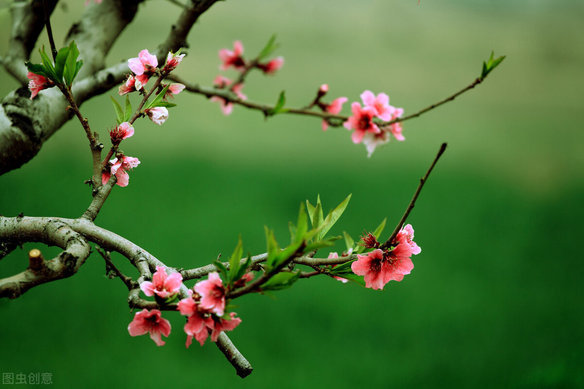 赞美春天的诗歌有哪些-现代诗歌朗诵春天为主题分享
