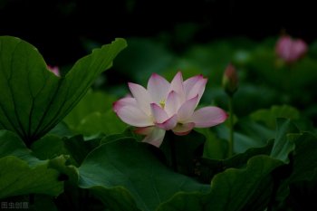 形容初夏的诗句有哪些-春末夏初的唯美句子分享