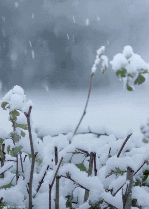 描写雪的诗歌十首-诗中有雪的诗十首分享