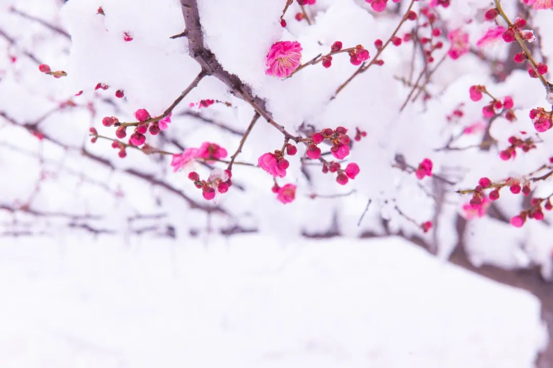 雪的诗词名句唯美-带有雪字的古诗词分享