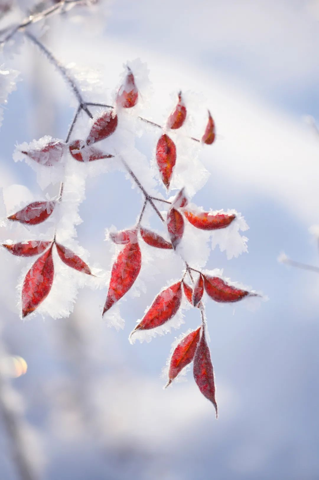 雪的诗词名句唯美-带有雪字的古诗词分享