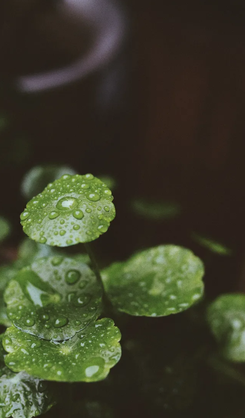 关于雨的诗句有哪些-描写雨景的12首唯美古诗词