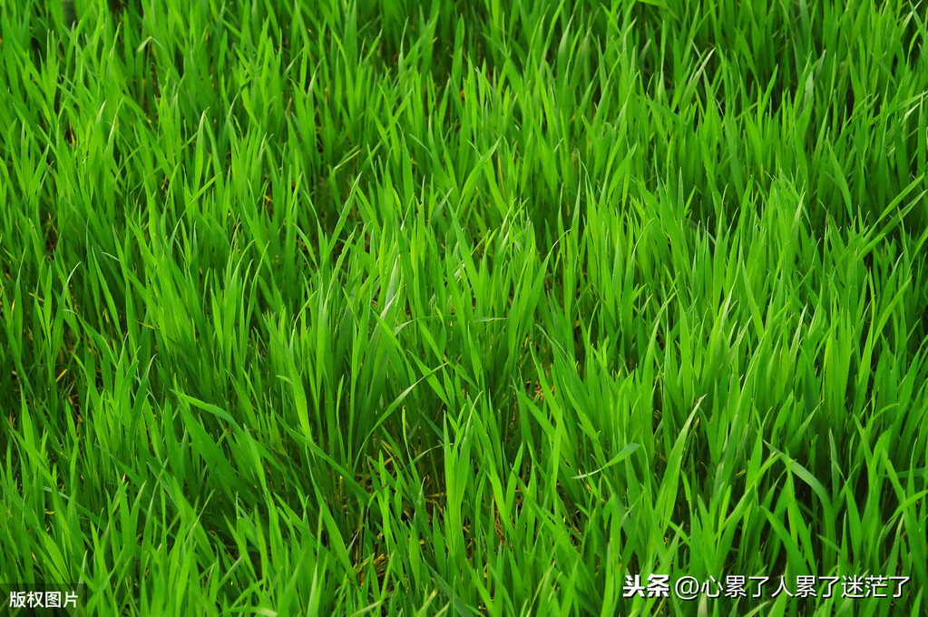人生艰难的句子的感慨-感悟人生苦难的名言