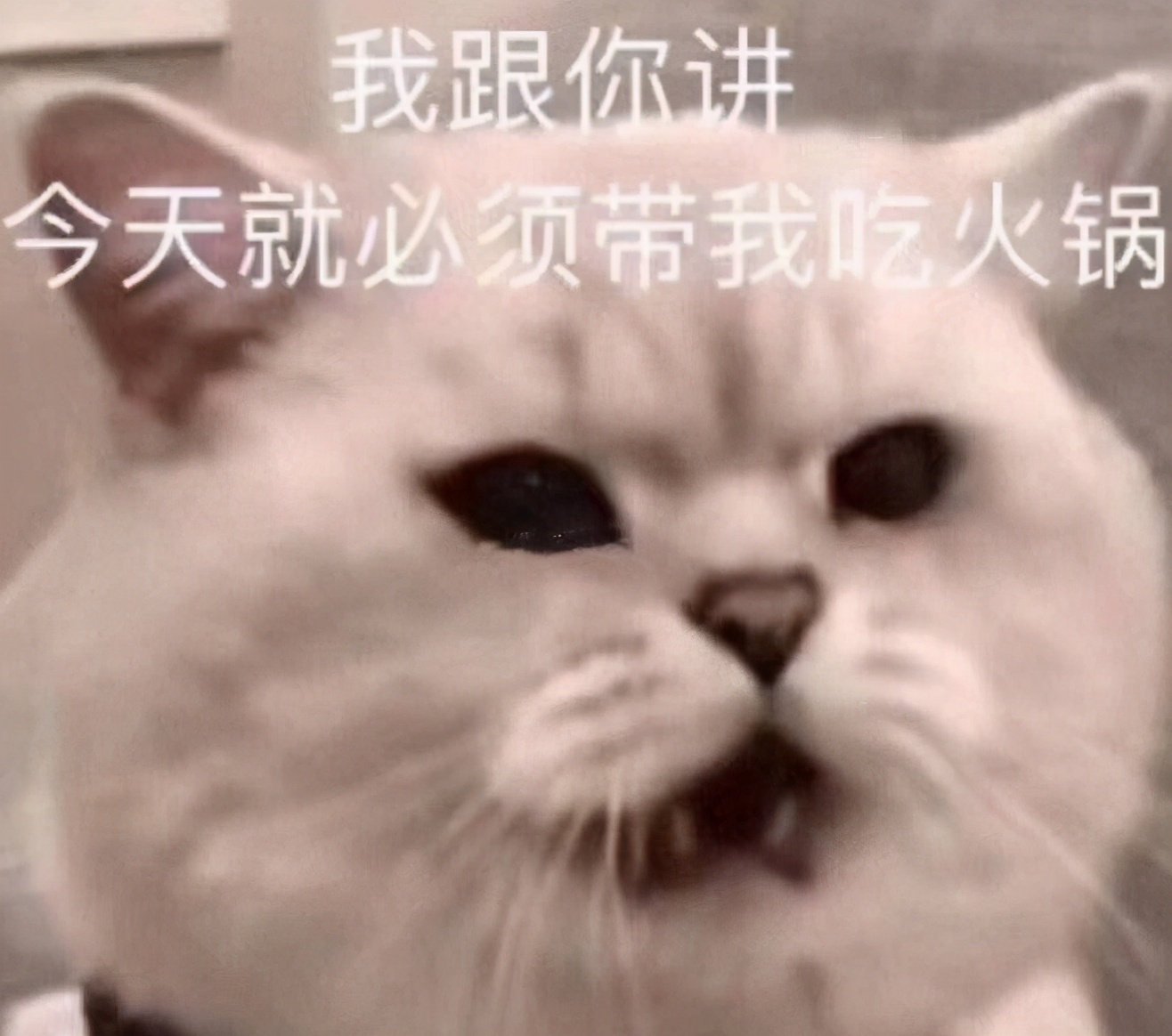 吃货说说搞笑吃货语录-关于吃货的调皮说说