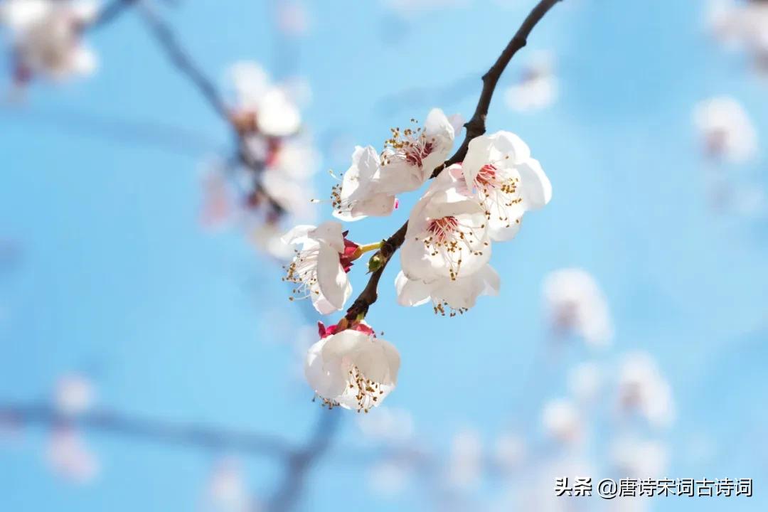 形容春风的句子优美句子-描写春风的句子唯美