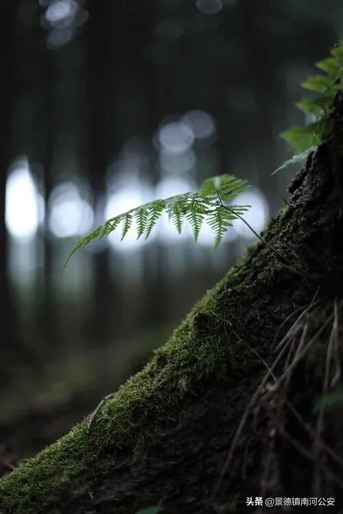 思念远方的你唯美句子-思念远方的你的短诗句