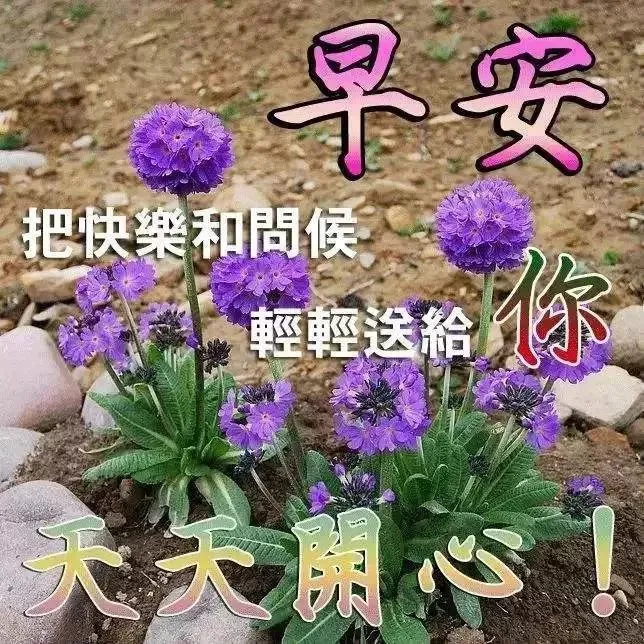 感情越来越淡的说说-婚姻过得很压抑想离婚心很累