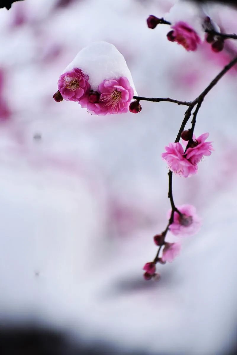 关于梅花的诗句古诗词有哪些-最好的梅花诗句10首