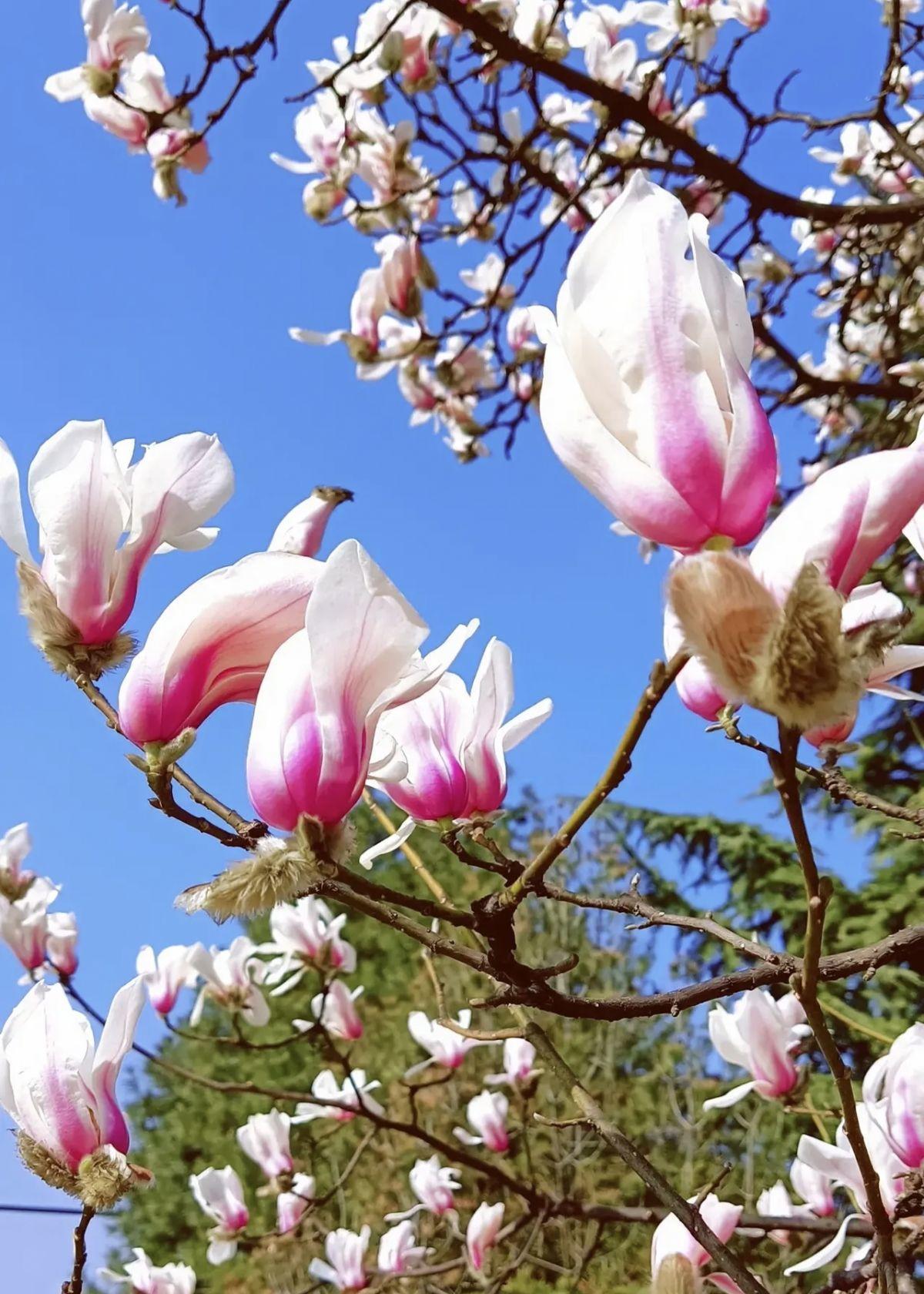 形容春季花开的词语-描写春天里盛开的花