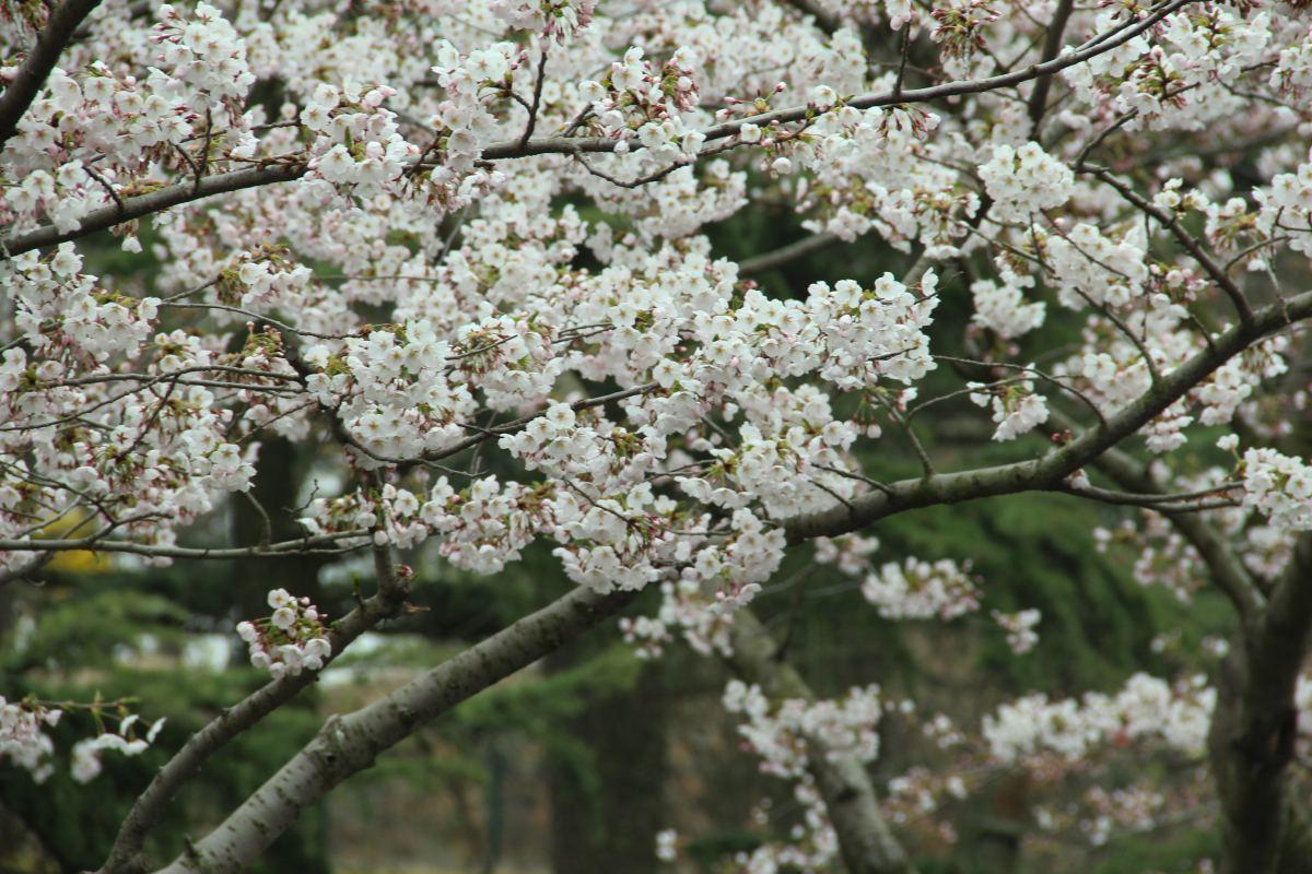 形容春季花开的词语-描写春天里盛开的花