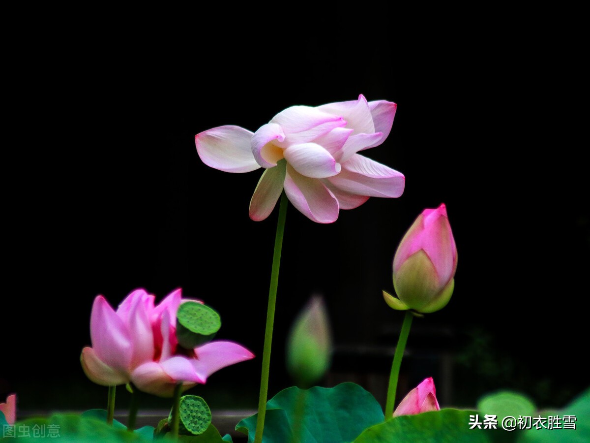 有关荷花的句子唯美诗意-十首绝美的咏荷古诗