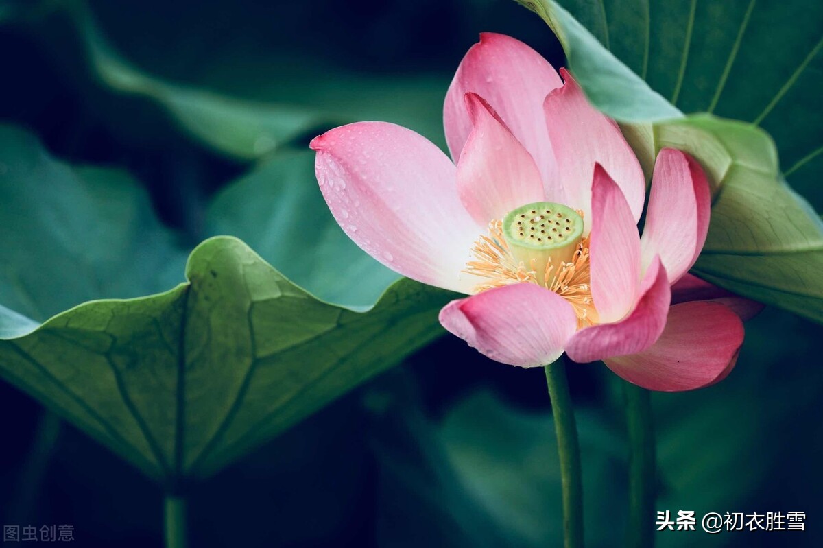 有关荷花的句子唯美诗意-十首绝美的咏荷古诗