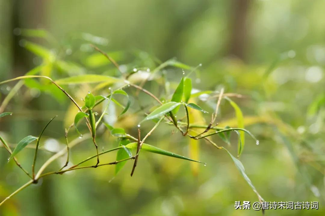 形容初夏的优美句子-描写六月初夏的优美句子