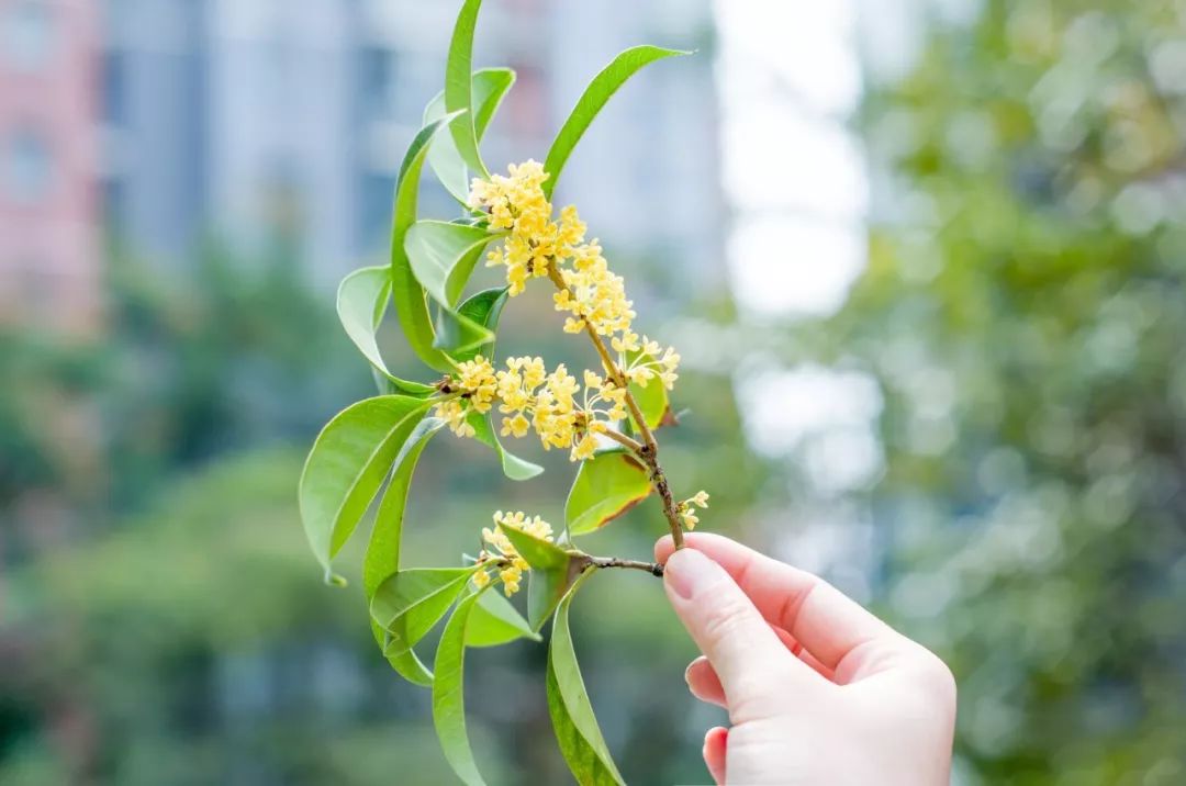 形容桂花香的优美句子-描写桂花样子的句子推荐