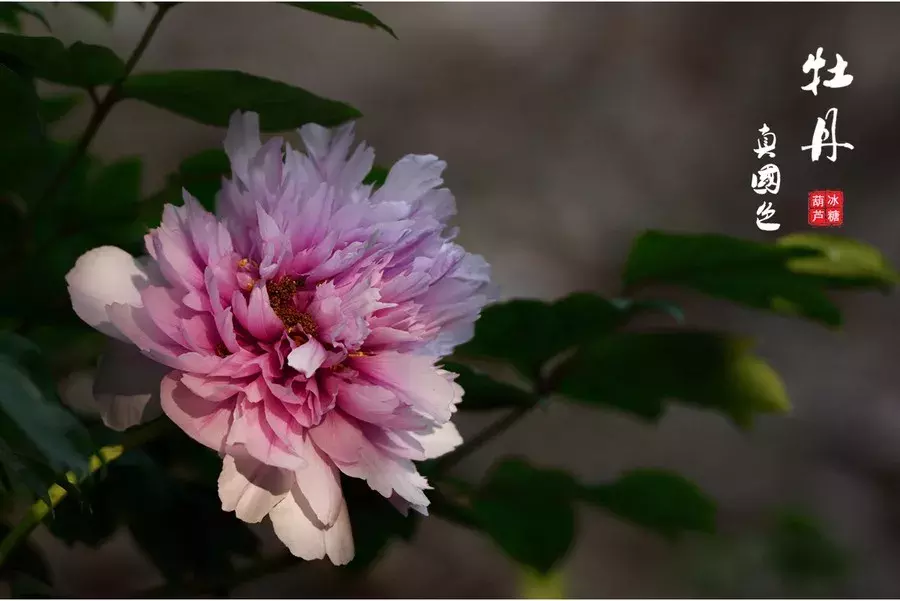 形容牡丹花的优美句子-赞美牡丹的经典诗句