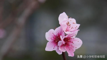 描写春天的花的句子大全-春天各种花的好句好段