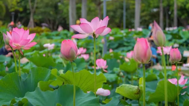 形容花开得很美的句子-一句话形容看花的心情