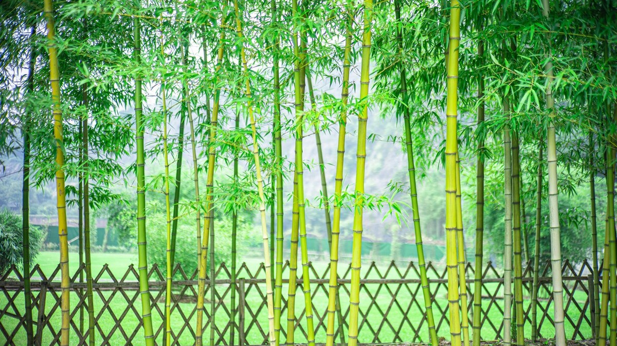 赞美竹子的话有哪些-关于赞美竹子的优美句子