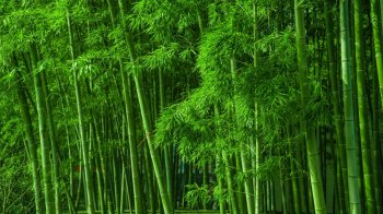 赞美竹子的话有哪些-关于赞美竹子的优美句子