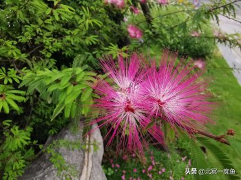 合欢花的唯美句子-甄嬛传里合欢花的诗句