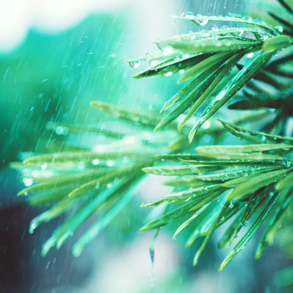 写雨的诗句古诗大全-写大雨的古诗词