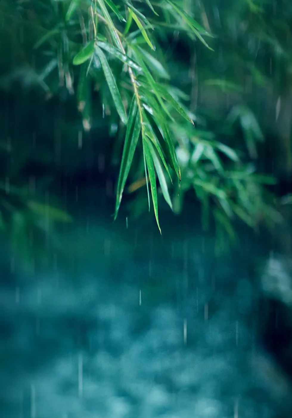 写雨的诗句古诗大全-写大雨的古诗词