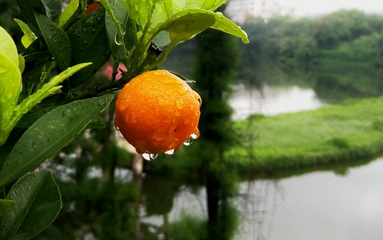 描写风雨的诗句有哪些-有关风雨的古诗词名句