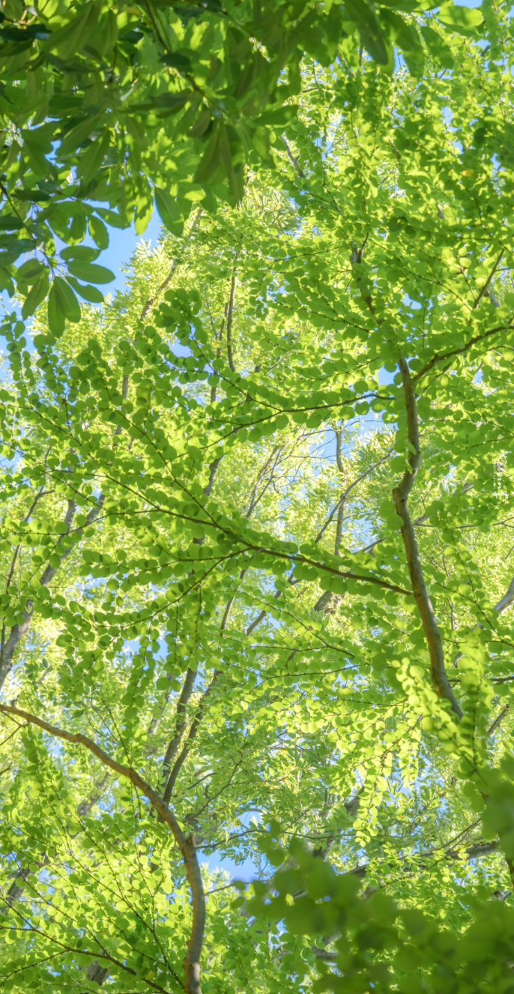 描写天气热的优美段落-夏天炎热的唯美句子