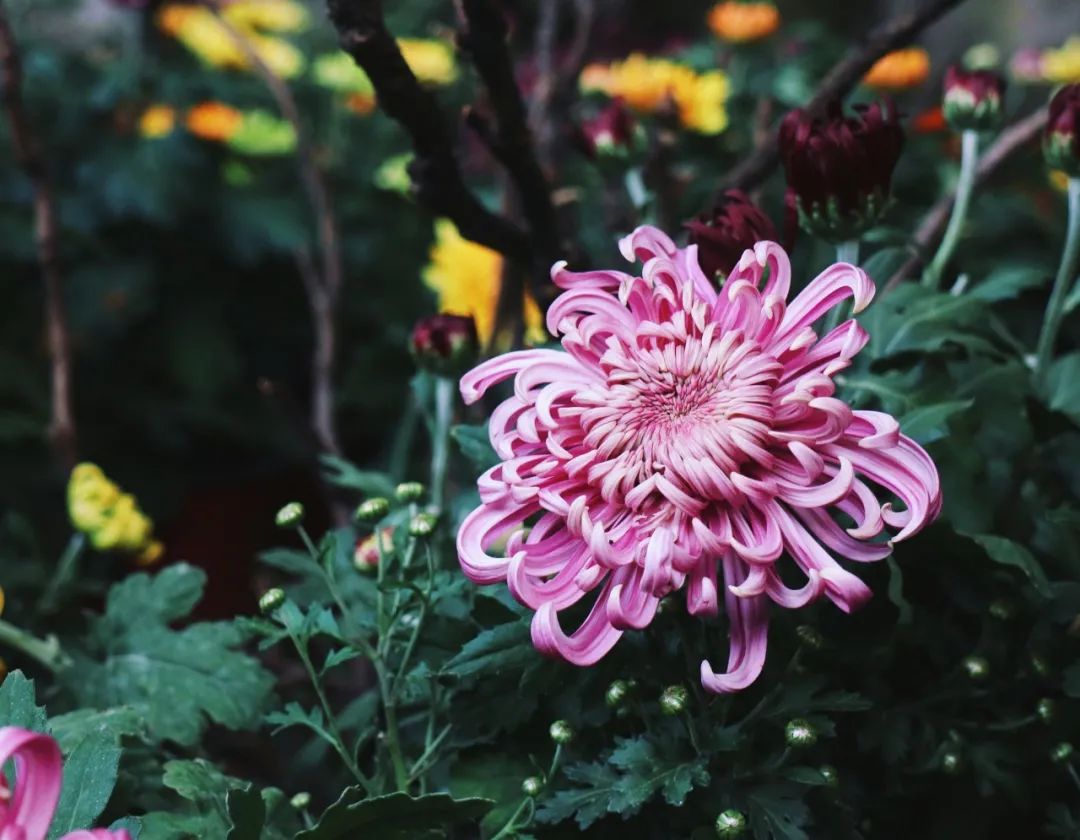 描写菊花的优美句子-有关菊花的优美句子