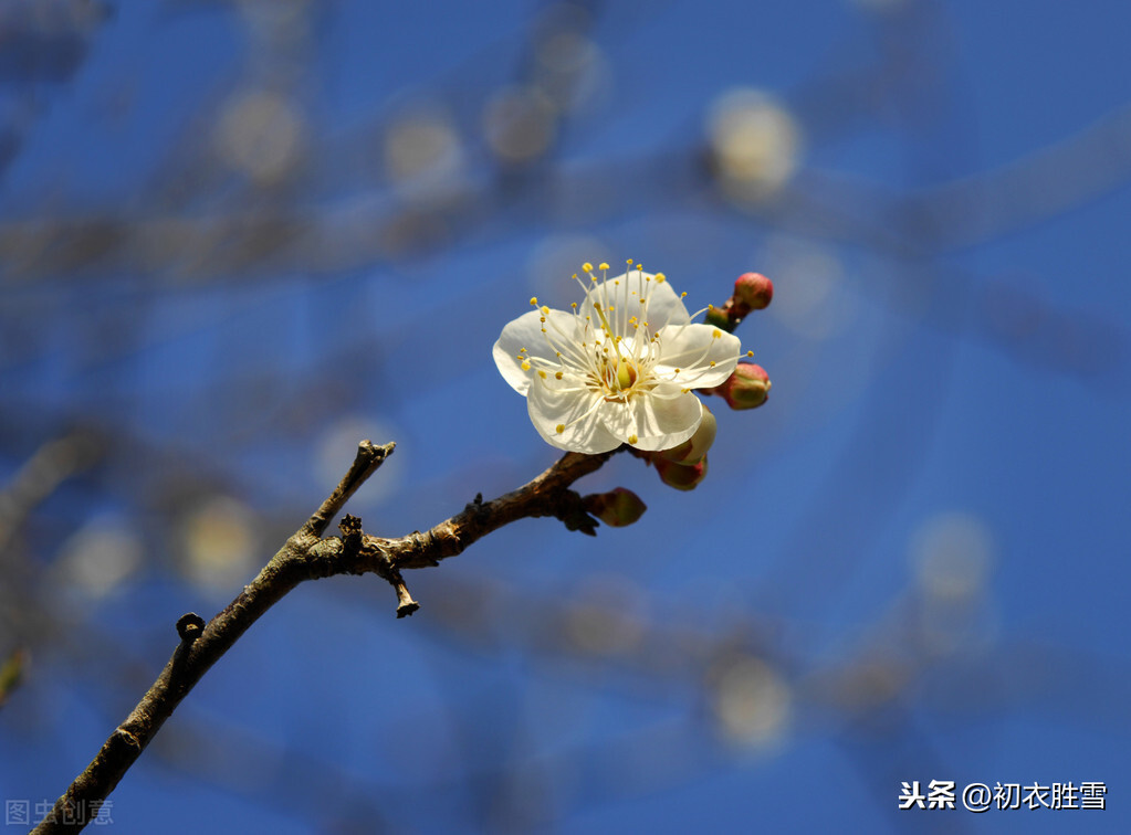 赞美梅花的优美句子-赞美梅花精神的句子