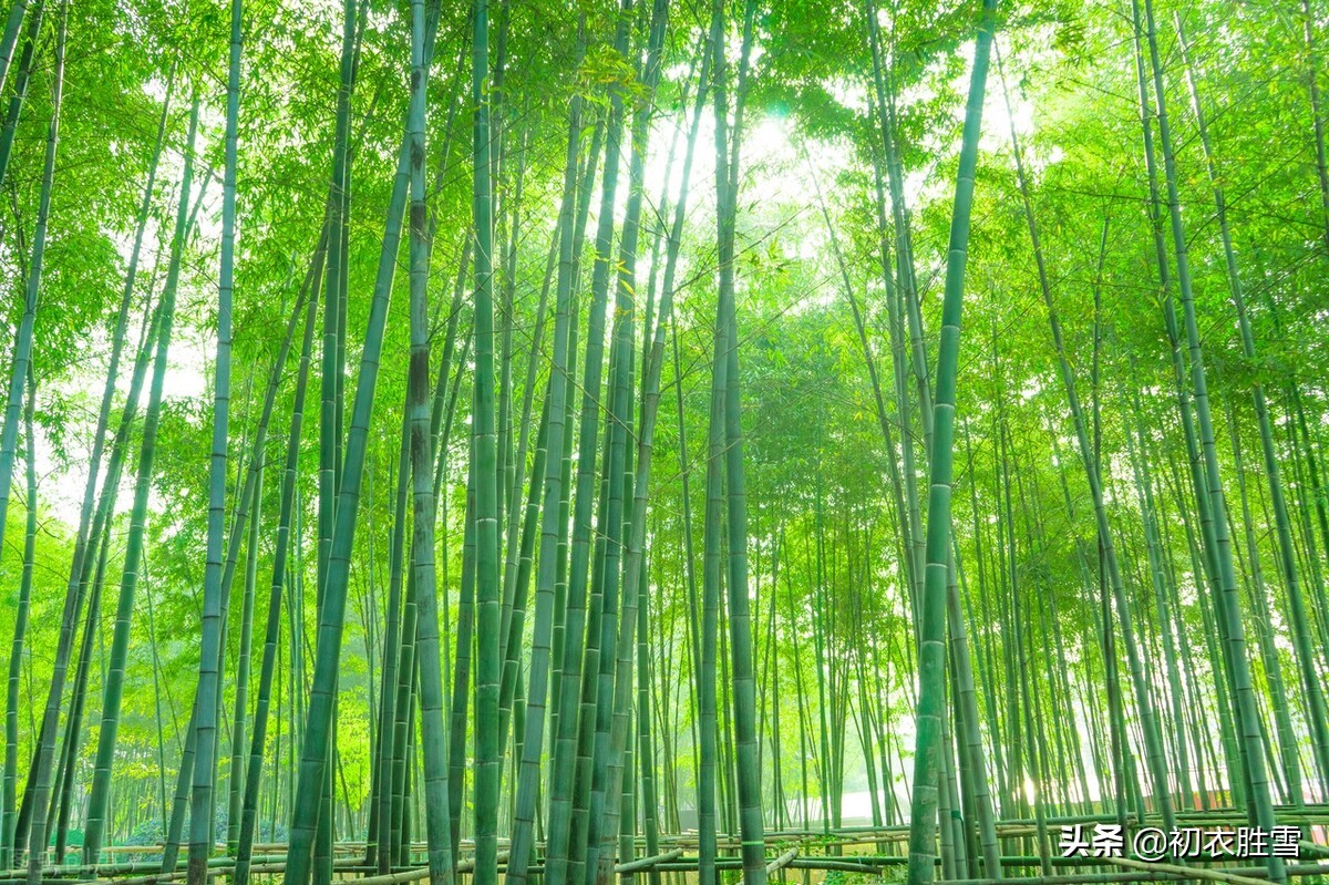 赞美竹子最出名的句子-关于竹子的绝世佳句