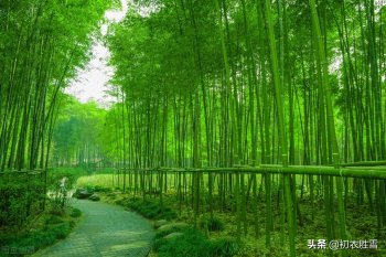 赞美竹子最出名的句子-关于竹子的绝世佳句