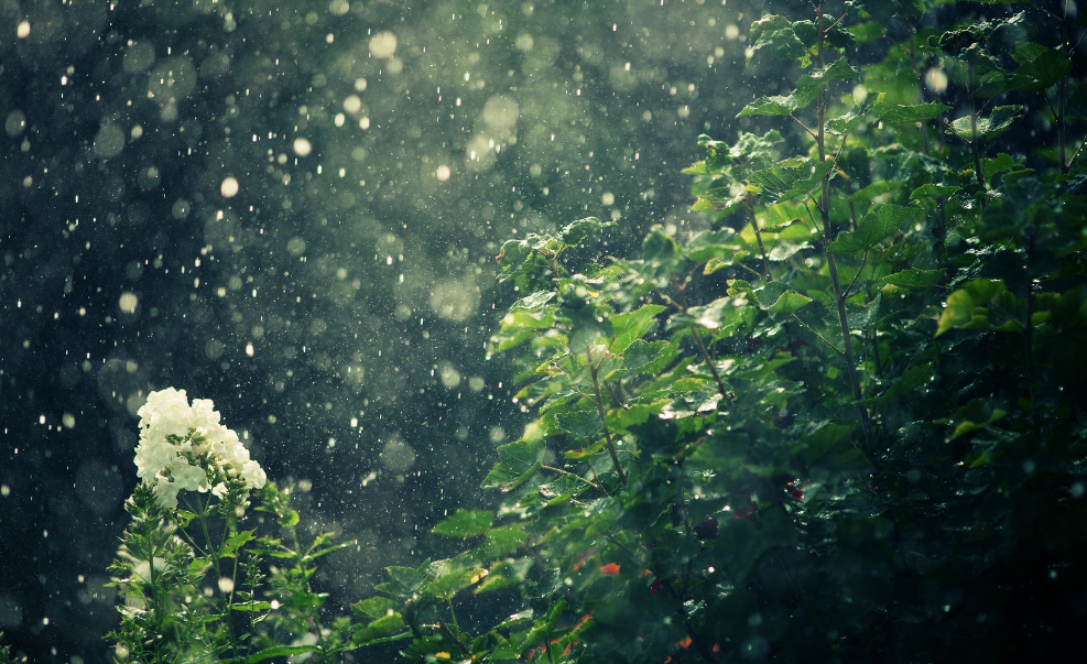 雨下的很大的诗句-描写雨下得很急的诗句