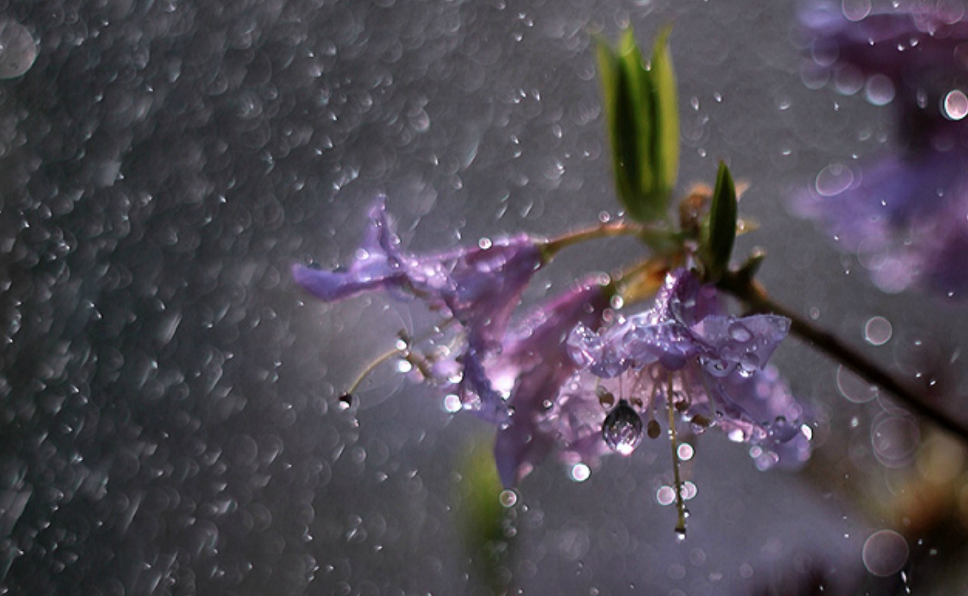 雨下的很大的诗句-描写雨下得很急的诗句