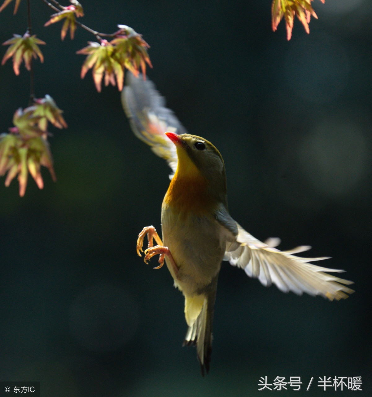 描写古筝的优美句子-形容古筝弹奏美妙的诗句