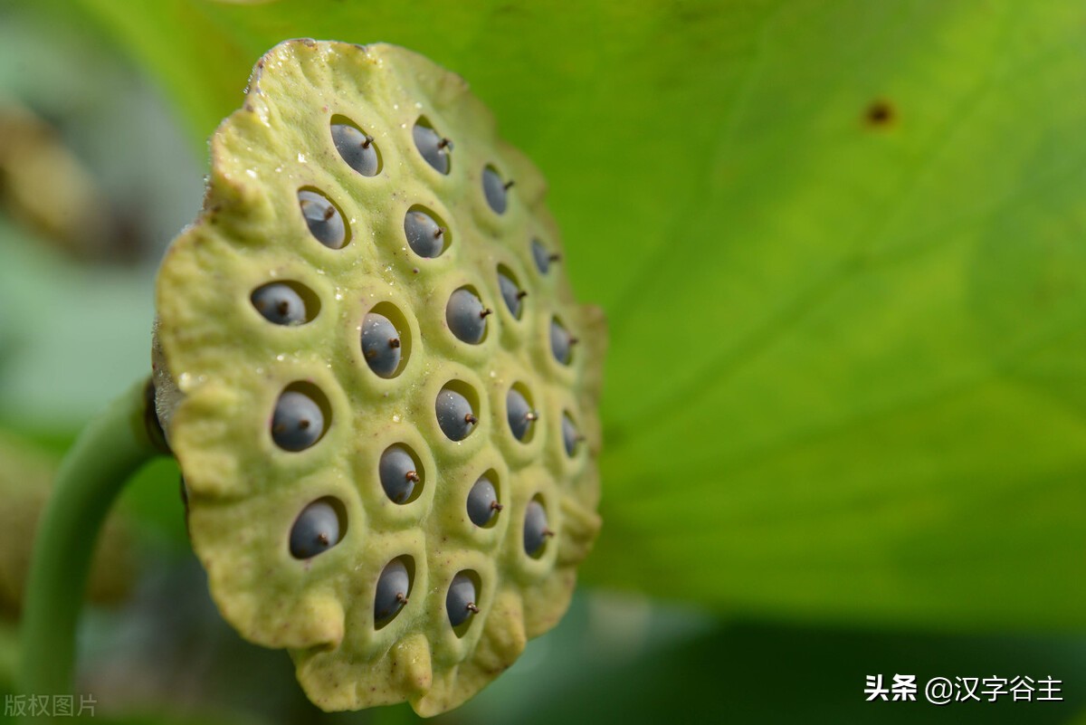 荷花的词语有哪些-描写荷花的优美词语