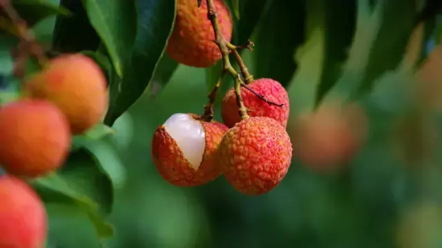 形容水果优美语句-表达水果的唯美句子