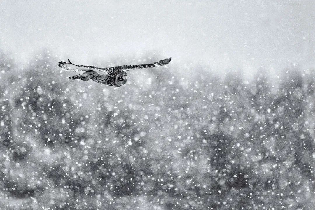 关于雪的诗词有哪些-赞美雪景的十首古诗词赏析