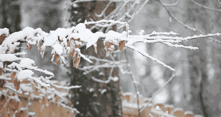 关于雪的诗词有哪些-赞美雪景的十首古诗词赏析