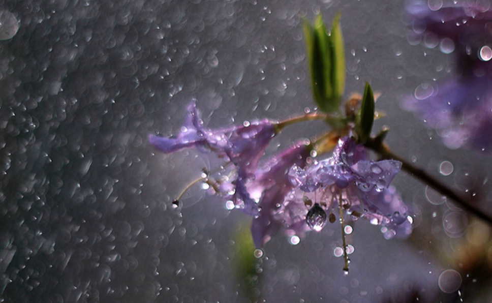 形容倾盆大雨的诗句有哪些-有关狂风暴雨的古诗词赏析