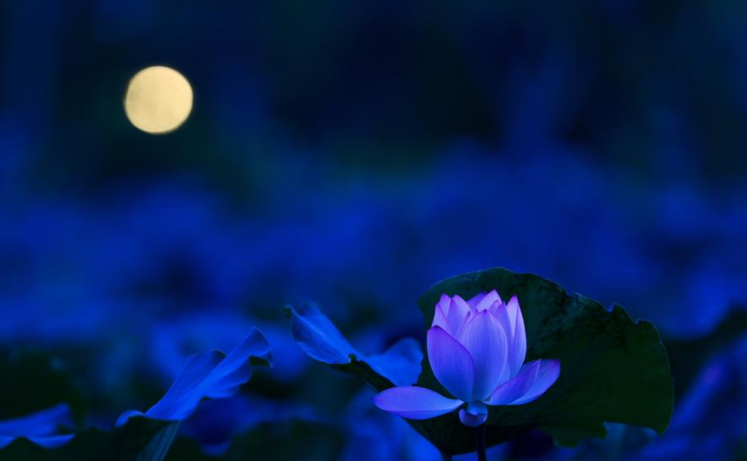 含有月亮的诗句有哪些-描写月色之美的10首古诗词