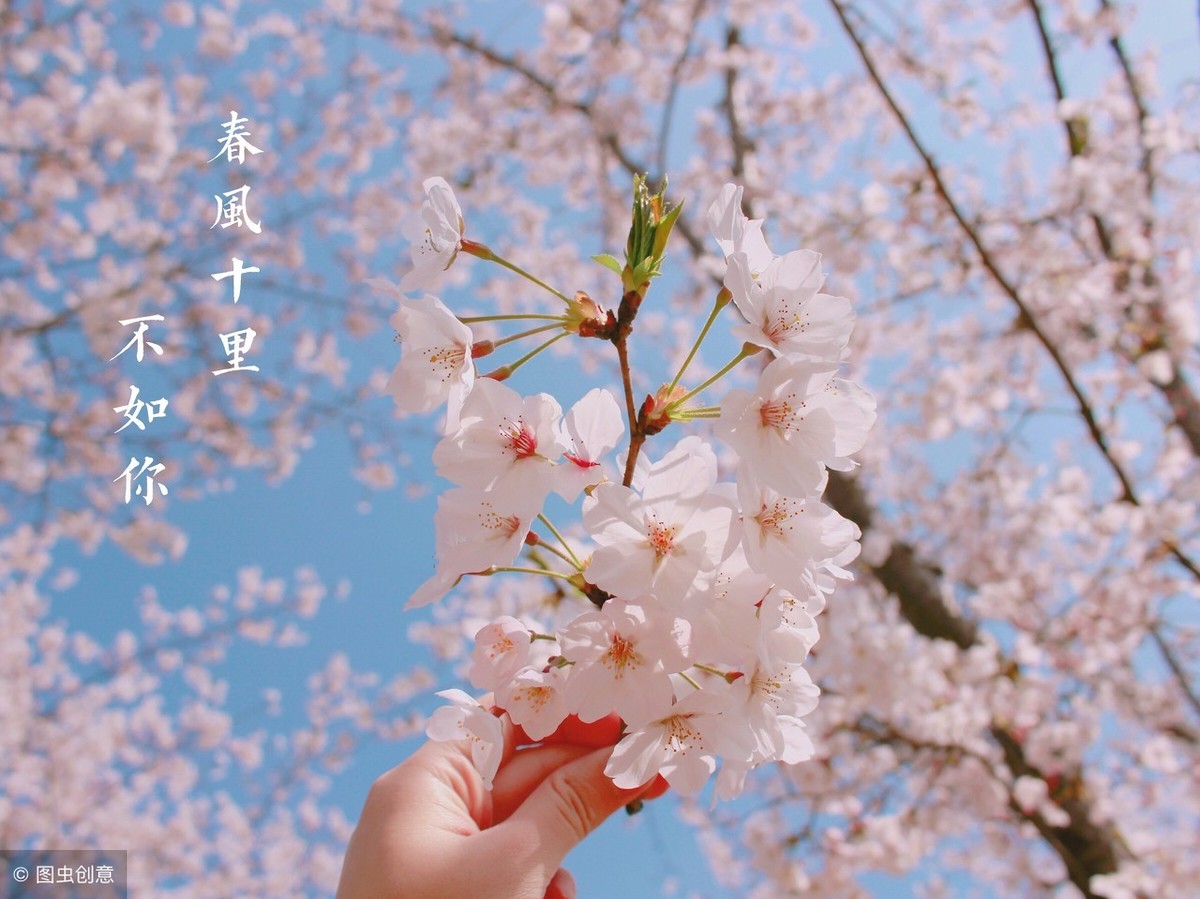 描写樱花的优美句子-赞美樱花美景的古诗词