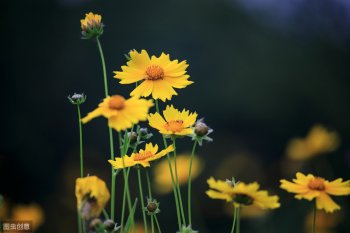 菊花元稹古诗赏析-元稹的菊花诗文赏析和诗意