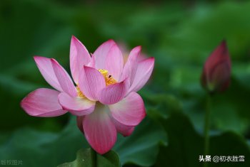 荷花的诗词花的古诗-关于描写荷花的诗句